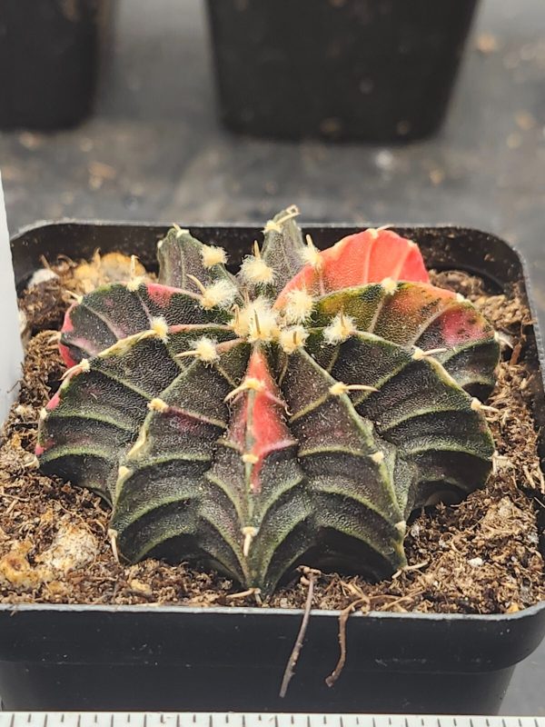 Gymnocalycium Mihanovichii Variegated Cactus mostly brown with orange  #5973 - Image 3