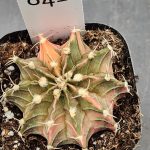 Gymnocalycium Mihanovichii Variegated Cactus Dull Green and Pink #8412