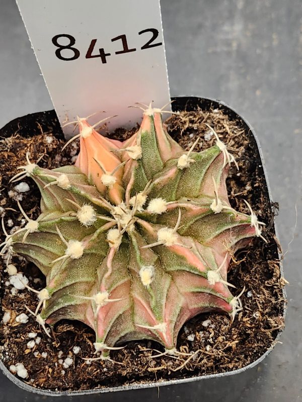 Gymnocalycium Mihanovichii Variegated Cactus Dull Green and Pink #8412