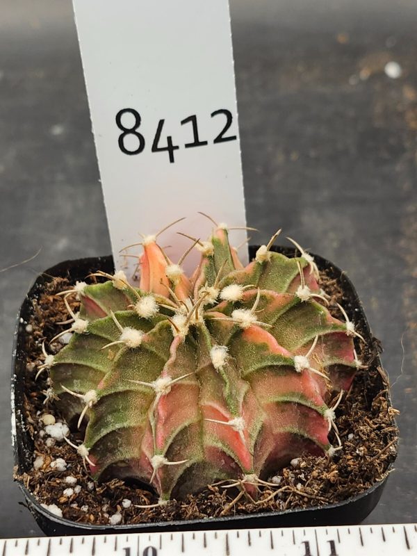 Gymnocalycium Mihanovichii Variegated Cactus Dull Green and Pink #8412 - Image 3