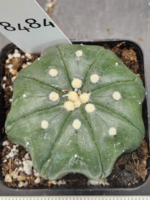 Astrophytum Asterias Cactus 2.75 in pot, Clean, Large Tufts 8 Rib #8484