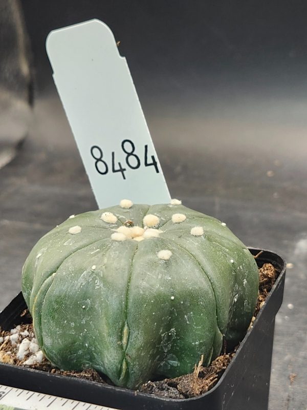 Astrophytum Asterias Cactus 2.75 in pot, Clean, Large Tufts 8 Rib #8484 - Image 2