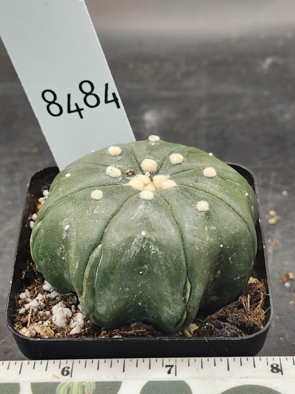 Astrophytum Asterias Cactus 2.75 in pot, Clean, Large Tufts 8 Rib #8484 - Image 3