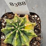 Gymnocalycium Mihanovichii Variegated Cactus Beautiful Unique Light Green #8388