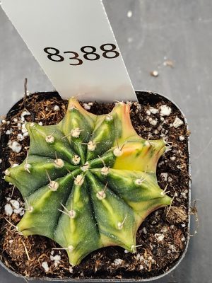 Gymnocalycium Mihanovichii Variegated Cactus Beautiful Unique Light Green #8388