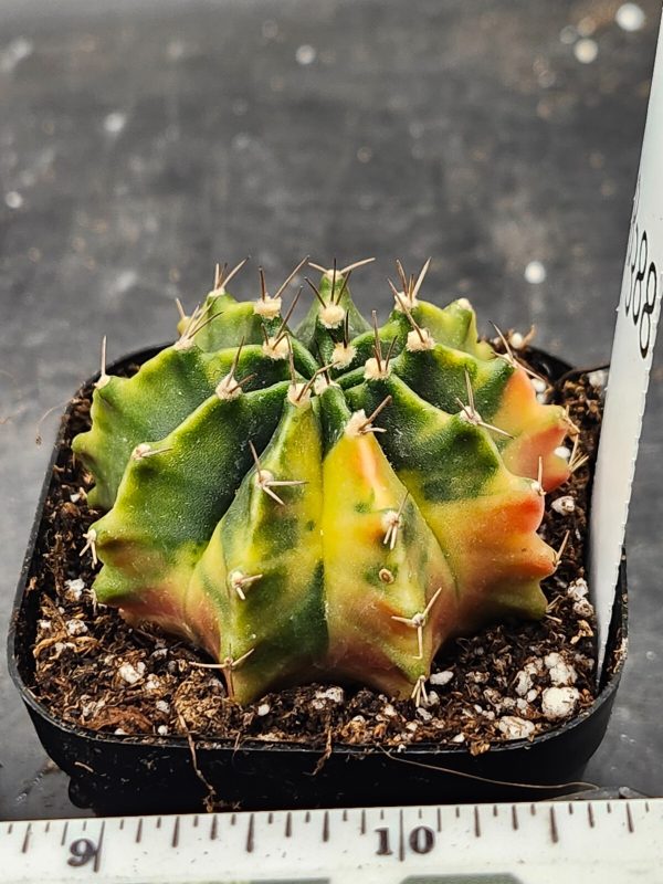 Gymnocalycium Mihanovichii Variegated Cactus Beautiful Unique Light Green #8388 - Image 2