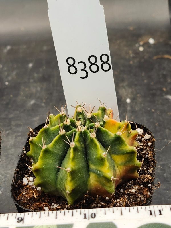 Gymnocalycium Mihanovichii Variegated Cactus Beautiful Unique Light Green #8388 - Image 3
