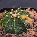 Gymnocalycium Mihanovichii Variegated 2.5 Inch Wide * Mostly Green #1000