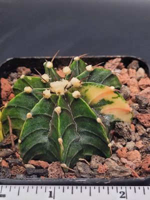 Gymnocalycium Mihanovichii Variegated 2.5 Inch Wide * Mostly Green #1000