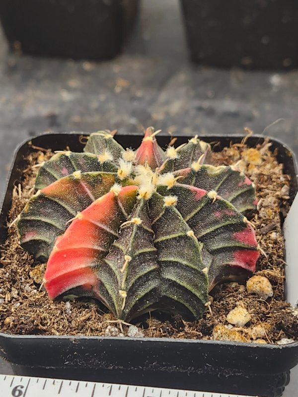 Gymnocalycium Mihanovichii Variegated Cactus mostly brown with orange  #5973 - Image 4