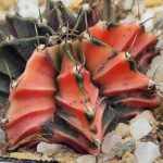 Gymnocalycium Mihanovichii Variegated pink coupled #5336