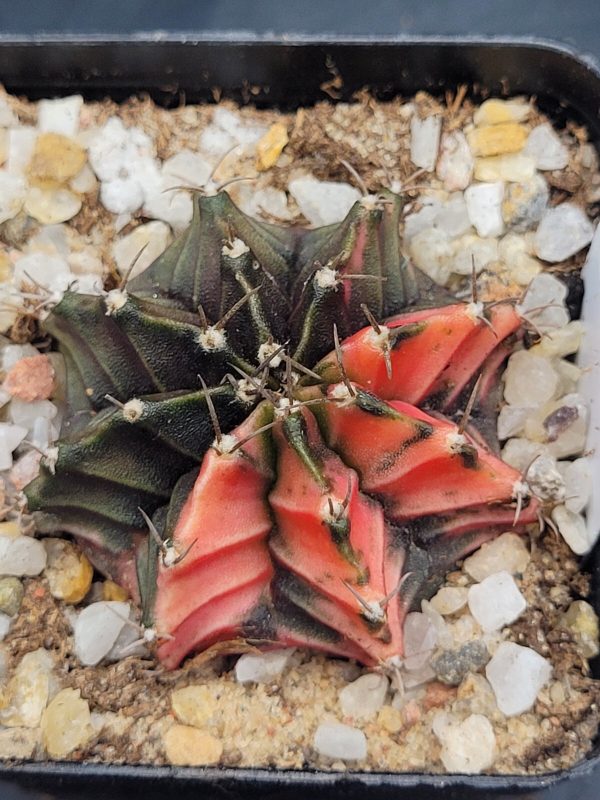 Gymnocalycium Mihanovichii Variegated pink coupled #5336 - Image 2