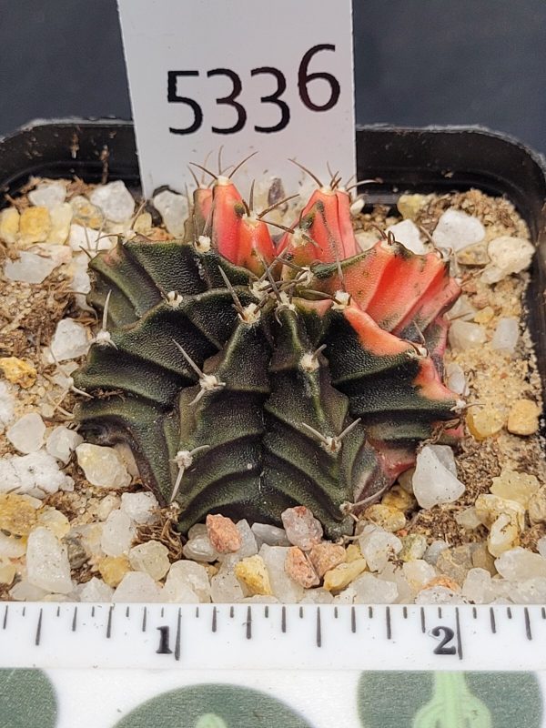 Gymnocalycium Mihanovichii Variegated pink coupled #5336 - Image 3