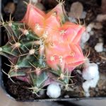 Gymnocalycium Mihanovichii Variegated Multi Colored Beauty #3246