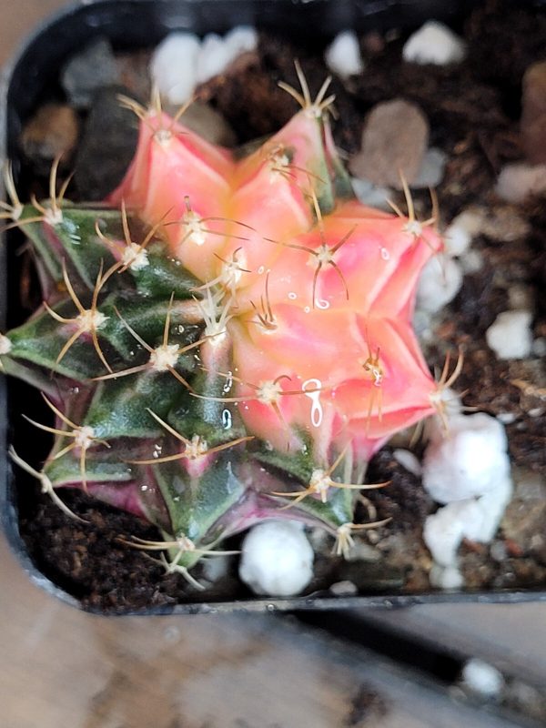 Gymnocalycium Mihanovichii Variegated Multi Colored Beauty #3246