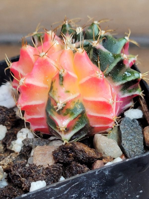 Gymnocalycium Mihanovichii Variegated Multi Colored Beauty #3246 - Image 2