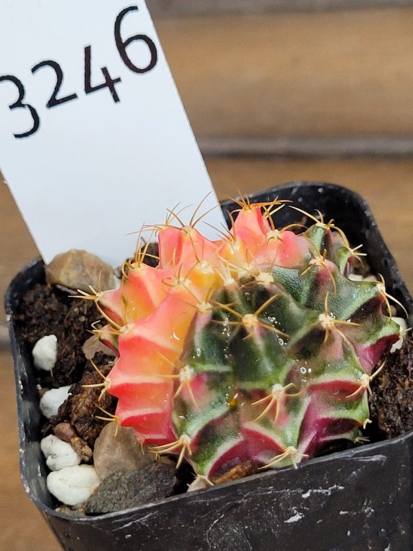 Gymnocalycium Mihanovichii Variegated Multi Colored Beauty #3246 - Image 3