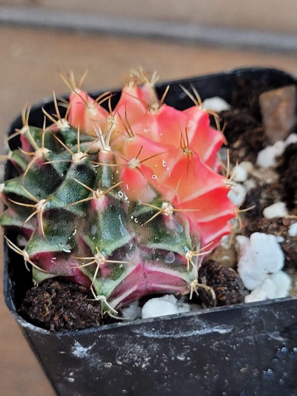 Gymnocalycium Mihanovichii Variegated Multi Colored Beauty #3246 - Image 4
