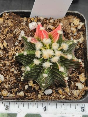 Gymnocalycium Mihanovichii Variegated Cactus spiral pink and green #5931