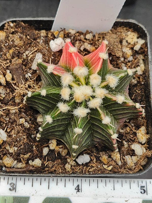 Gymnocalycium Mihanovichii Variegated Cactus spiral pink and green  #5931