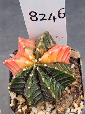 Gymnocalycium Mihanovichii Variegated Cactus Beautiful Pink and Green #8246