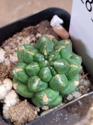 Gymnocalycium Mihanovichii INERMIS Kikko MONSTROSE #2832