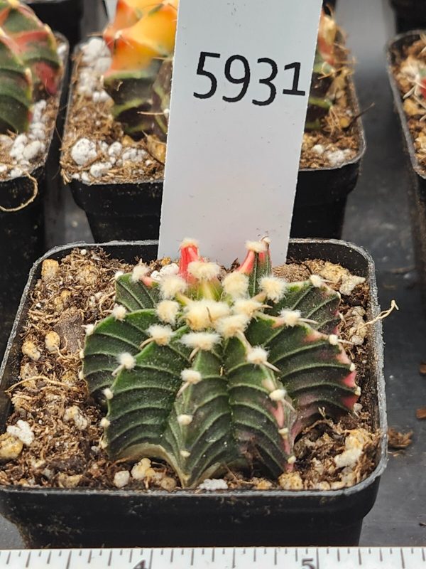 Gymnocalycium Mihanovichii Variegated Cactus spiral pink and green  #5931 - Image 2