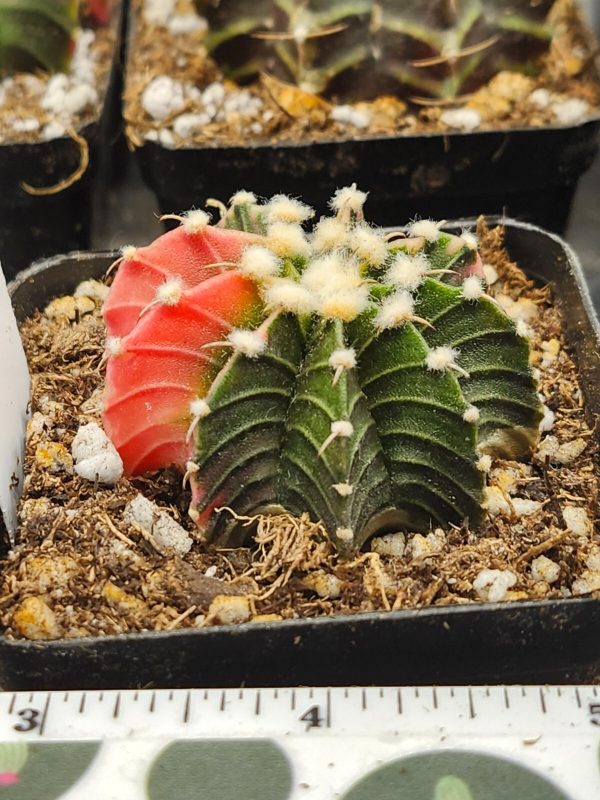 Gymnocalycium Mihanovichii Variegated Cactus spiral pink and green  #5931 - Image 3