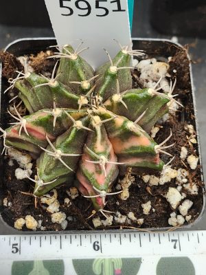 Gymnocalycium Mihanovichii Variegated Cactus bright green and orange  #5951
