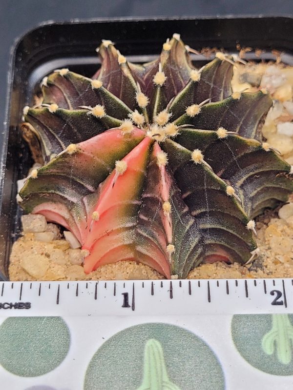 Gymnocalycium Mihanovichii Variegated highlighted pink #5329