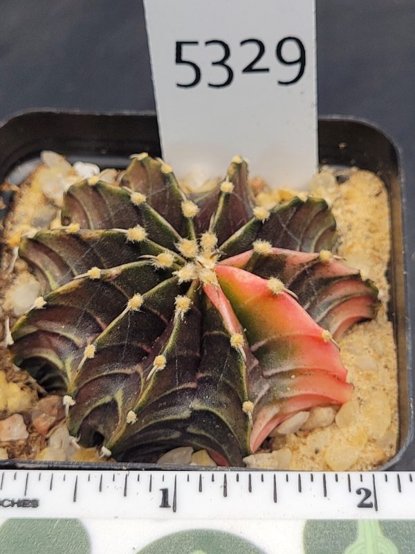 Gymnocalycium Mihanovichii Variegated highlighted pink #5329 - Image 3