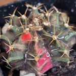 Gymnocalycium Mihanovichii Variegated Pink Slice #2476