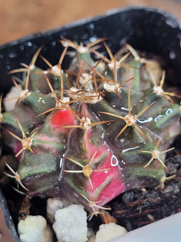 Gymnocalycium Mihanovichii Variegated Pink Slice #2476