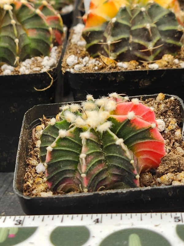 Gymnocalycium Mihanovichii Variegated Cactus spiral pink and green  #5931 - Image 4