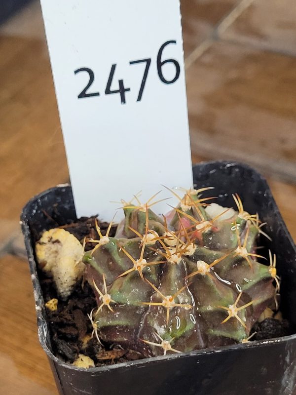 Gymnocalycium Mihanovichii Variegated Pink Slice #2476 - Image 2