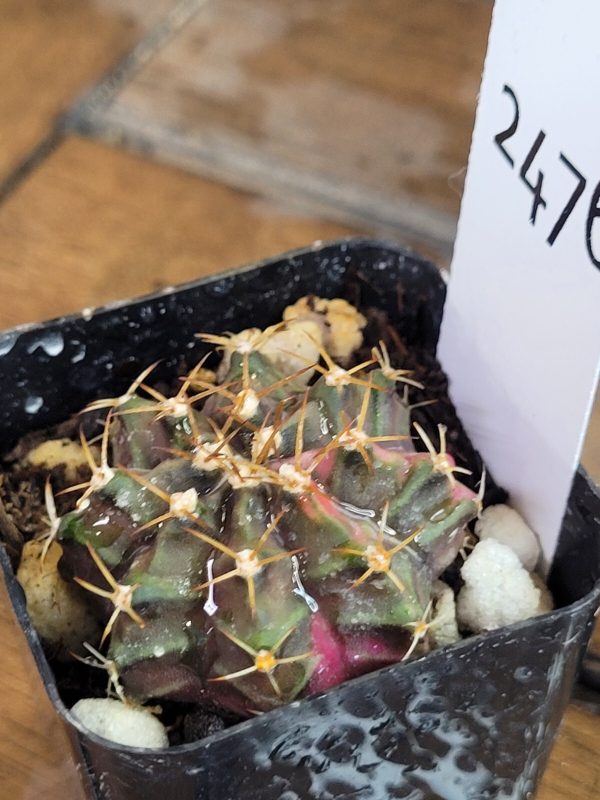 Gymnocalycium Mihanovichii Variegated Pink Slice #2476 - Image 3