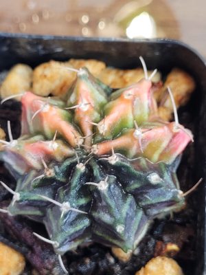 Gymnocalycium Mihanovichii Variegated Stunning Variegation #2513