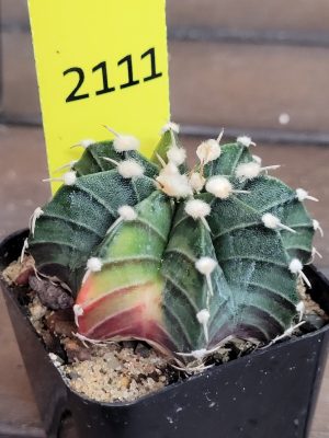 Gymnocalycium Mihanovichii Variegated Cactus Dark Green #2111