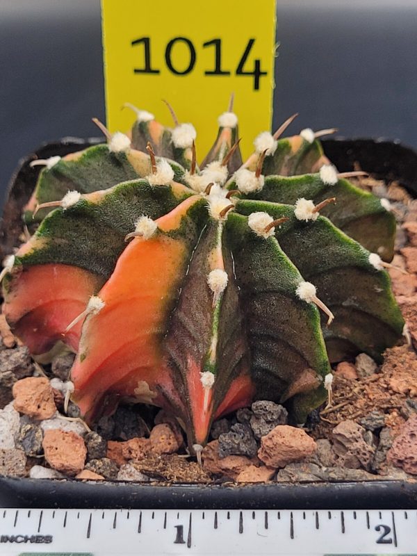 Gymnocalycium Mihanovichii Variegated 2.5 Inch Wide * Red Variegation #1014