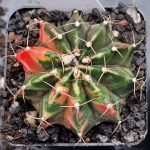 Gymnocalycium Mihanovichii Variegated 2.5" Pot #7040 Gorgeous Color Splashes