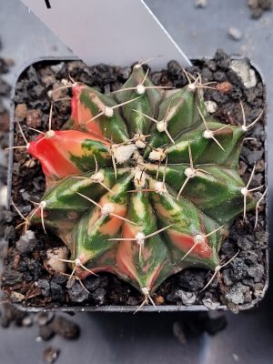 Gymnocalycium Mihanovichii Variegated 2.5" Pot #7040 Gorgeous Color Splashes