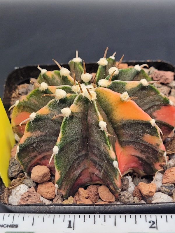 Gymnocalycium Mihanovichii Variegated 2.5 Inch Wide * Red Variegation #1014 - Image 2