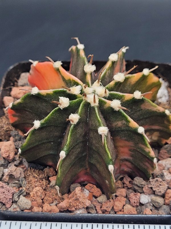 Gymnocalycium Mihanovichii Variegated 2.5 Inch Wide * Red Variegation #1014 - Image 3