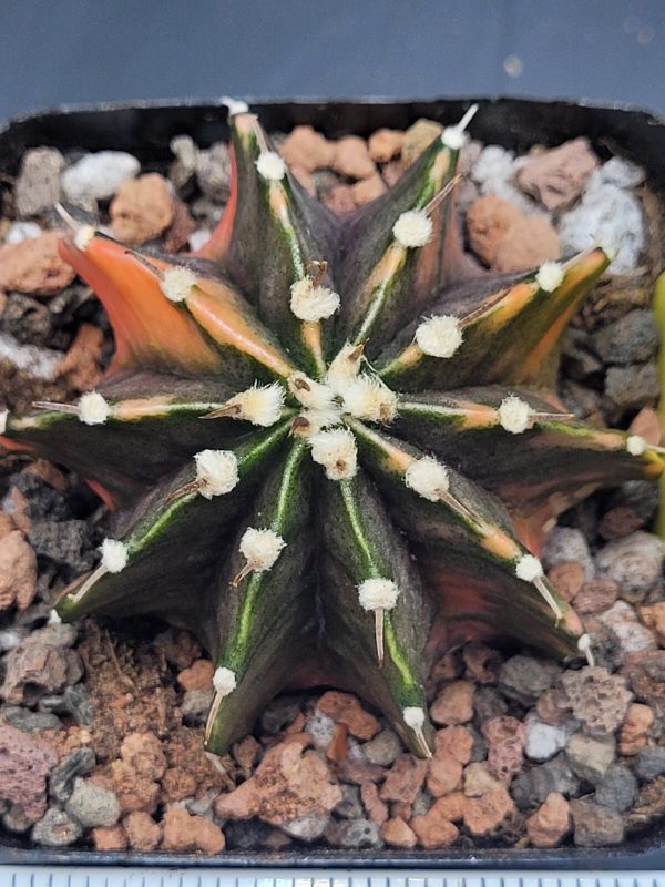 Gymnocalycium Mihanovichii Variegated 2.5 Inch Wide * Red Variegation #1014 - Image 4