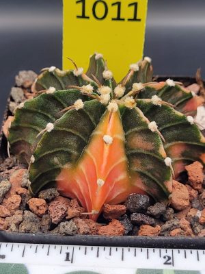 Gymnocalycium Mihanovichii Variegated 2.5 Inch Wide * Orange Slice #1011