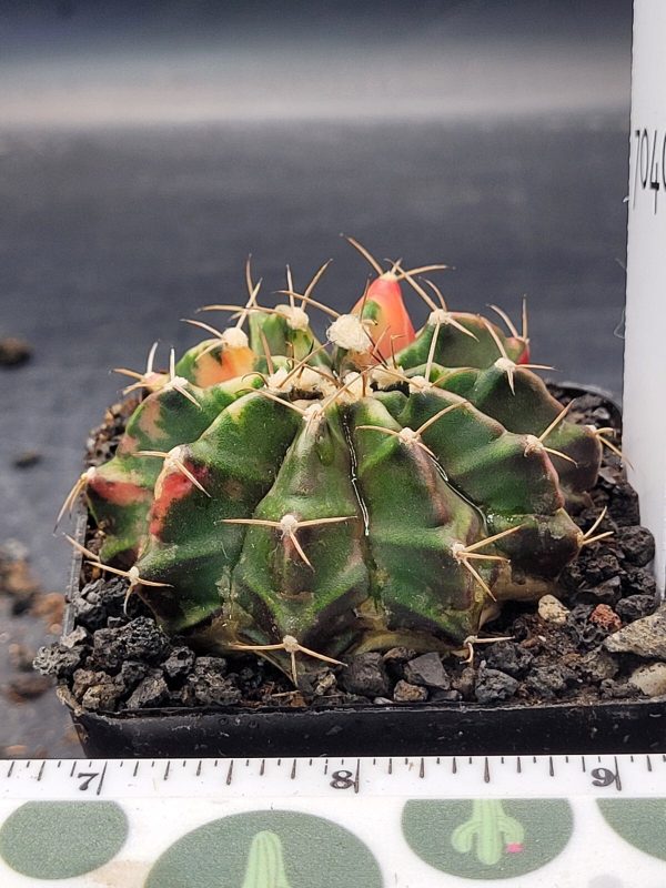 Gymnocalycium Mihanovichii Variegated 2.5" Pot #7040 Gorgeous Color Splashes - Image 2