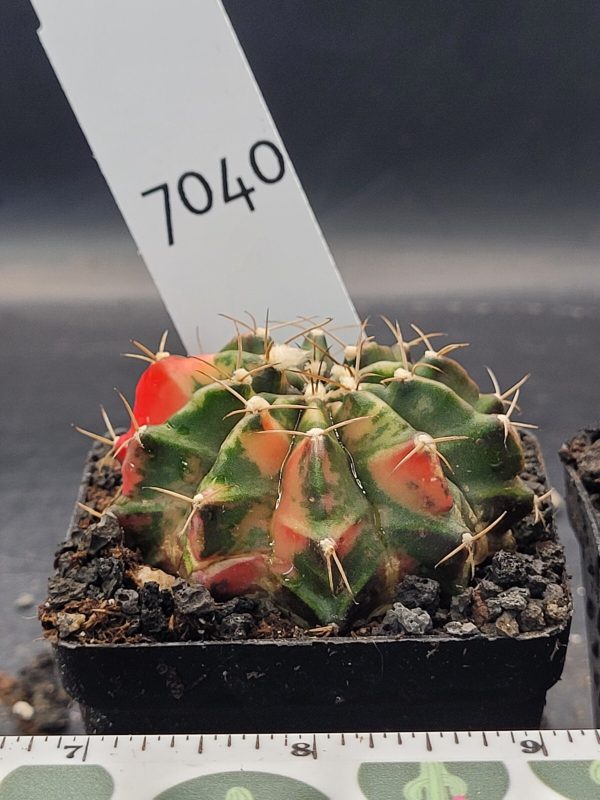 Gymnocalycium Mihanovichii Variegated 2.5" Pot #7040 Gorgeous Color Splashes - Image 3