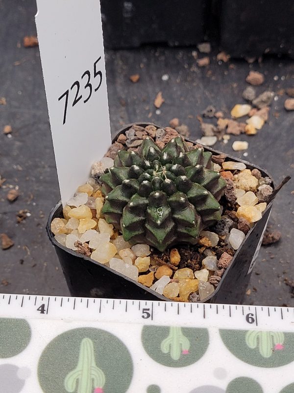 Gymnocalycium Cristata Thornless Cactus Unique Rare Cacti Beautiful Cute #7235 - Image 2
