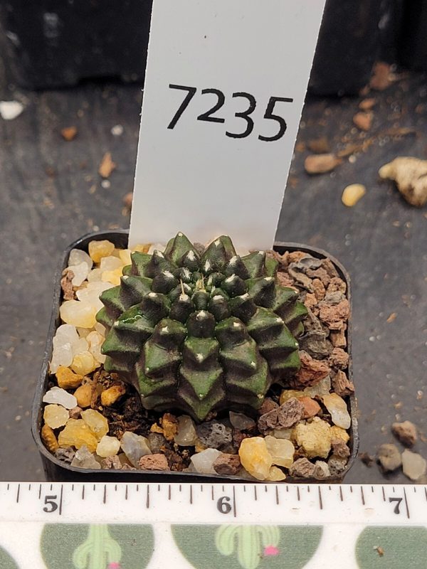 Gymnocalycium Cristata Thornless Cactus Unique Rare Cacti Beautiful Cute #7235 - Image 3