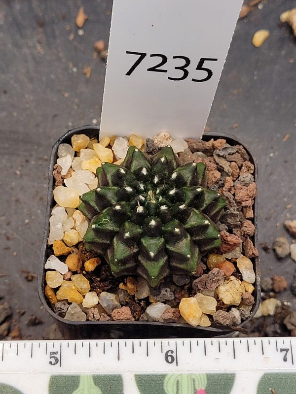 Gymnocalycium Cristata Thornless Cactus Unique Rare Cacti Beautiful Cute #7235 - Image 4